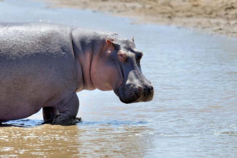 From Dar es Salaam: Mikumi National Park Day Trip with Lunch - Who Will Love This Tour?