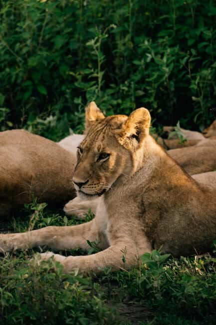 From Dar es Salaam: Mikumi National Park Day Trip - What to Expect on the Day