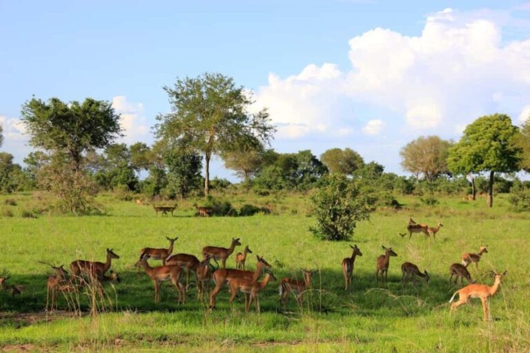 From Dar Es Salaam: Mikumi National Park Wildlife Safari - The Sum Up