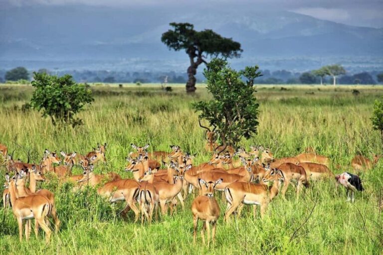 From Dar es Salaam or Zanzibar: 2-Day Mikumi National Park - Day 1: From Travel to Game Drive