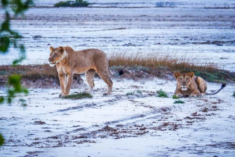 From Dar es Salaam: Saadani National Park 2-Day Safari - The Sum Up