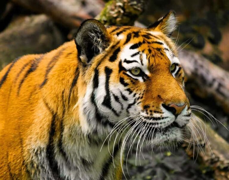 From Delhi: 3-Day Ranthambore Tiger Safari Tour - What We Think Works Well