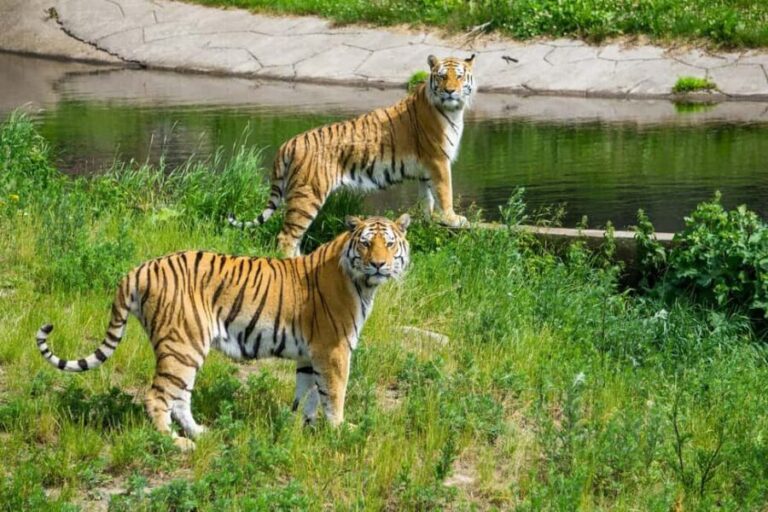 From Delhi: 3-Day Ranthambore Tiger Safari Tours India - What Makes This Tour Stand Out?