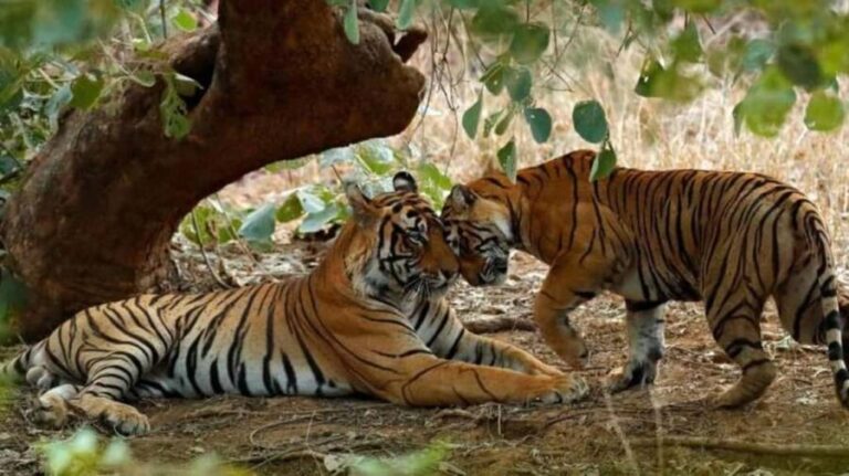 From Delhi: 3-Days Jaipur & Ranthambore Wildlife Safari Tour - Considerations and Practical Details