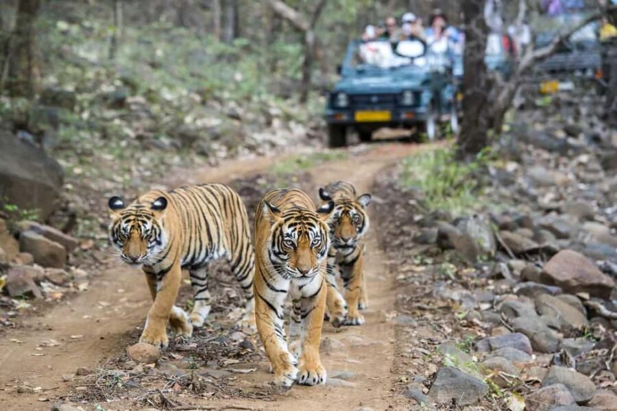 From Delhi: 4-Day Golden Triangle & Ranthambore Tiger Safari - What’s the Real Value?