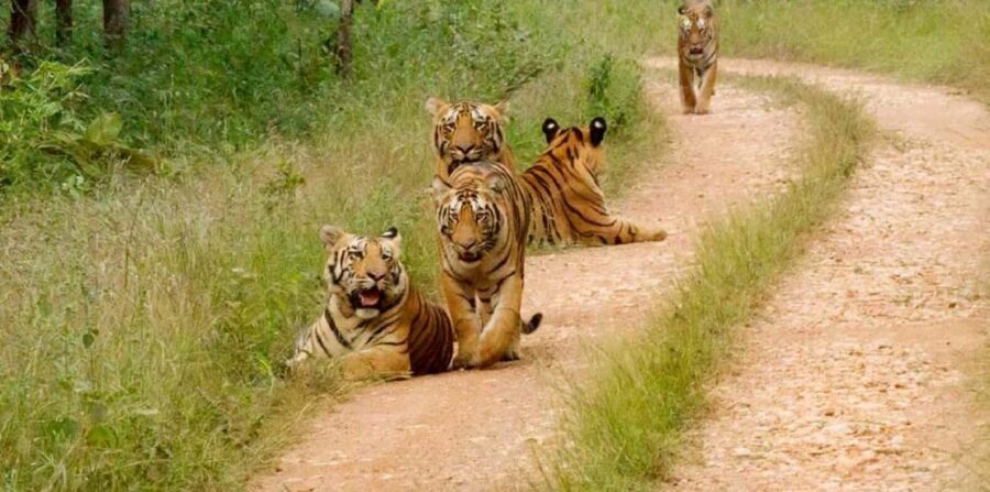From Delhi: 4-Day Golden Triangle & Ranthambore Tiger Safari - Who Will Love This Tour?