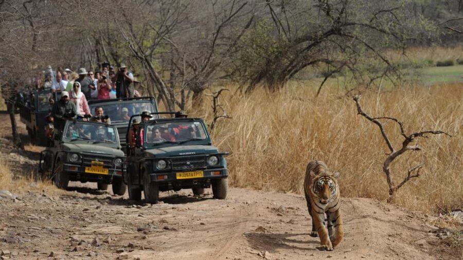 From Delhi: 4-Day Golden Triangle & Ranthambore Tiger Safari - What You’ll Love About This Tour