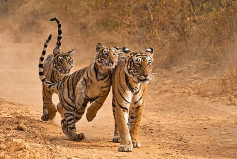 From Delhi: 4-Day Golden Triangle Tour & Ranthambore Safari - Transportation & Logistics