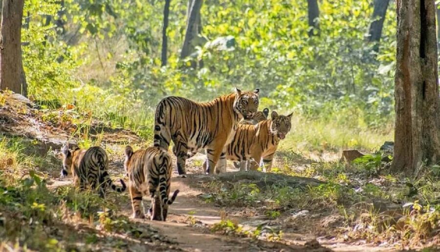From Delhi: 4-Day Golden Triangle Tour with Ranthambore - Who Will Enjoy This Tour?