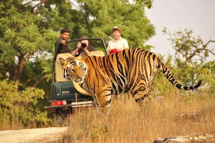 From Delhi: 4-Day Golden Triangle Tour with Tiger Safari - Practical Aspects and Why They Matter