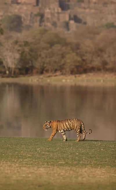 From Delhi: 5-Day Golden Triangle and Tiger Safari Tour - Practical Insights: What Makes This Tour Stand Out