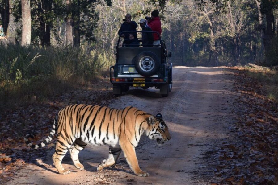 From Delhi: 5-Day Golden Triangle & Ranthambore Safari Tour - The Experience: What Travelers Say & Why It Matters