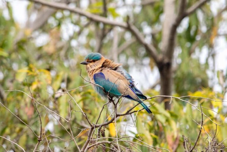 From Delhi: 5 Day Golden Triangle, Safari, & Bird Sanctuary - What Could Be Improved?