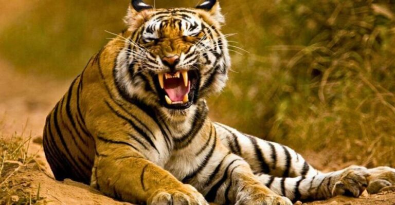 From Delhi: 5-Days Golden Triangle Tour with Tiger Safari - The Experience in Perspective