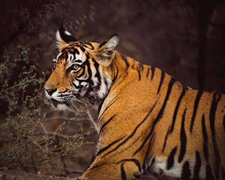 From Delhi: 6-Day Private Golden Triangle with Ranthambore - What Makes This Tour Special
