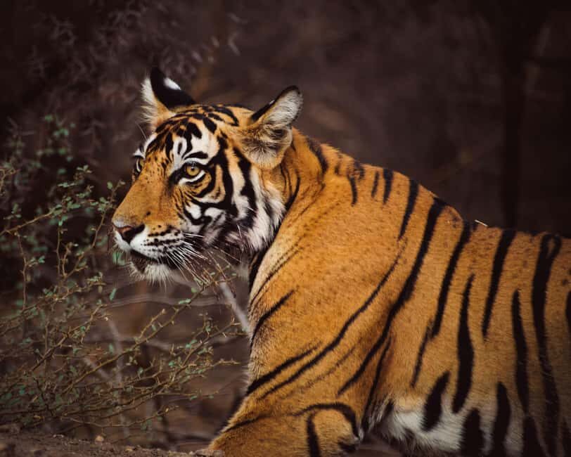 From Delhi: 6-Day Private Golden Triangle with Ranthambore - What Makes This Tour Special