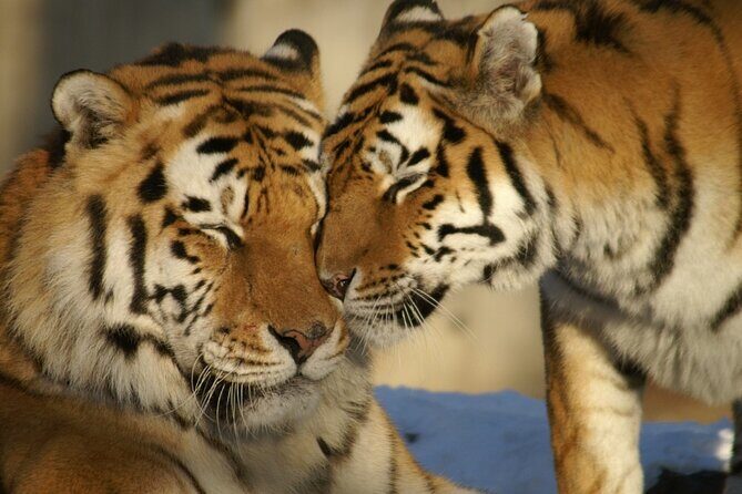 From Delhi: 8 Day Tiger Safari and Golden Triangle Tour - What’s the Value?