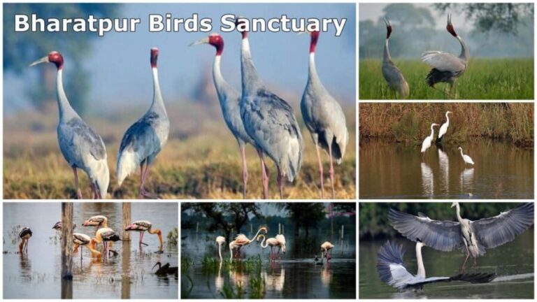 From Delhi: Bharatpur Bird Sanctuary Day Tour - The Value of This Tour