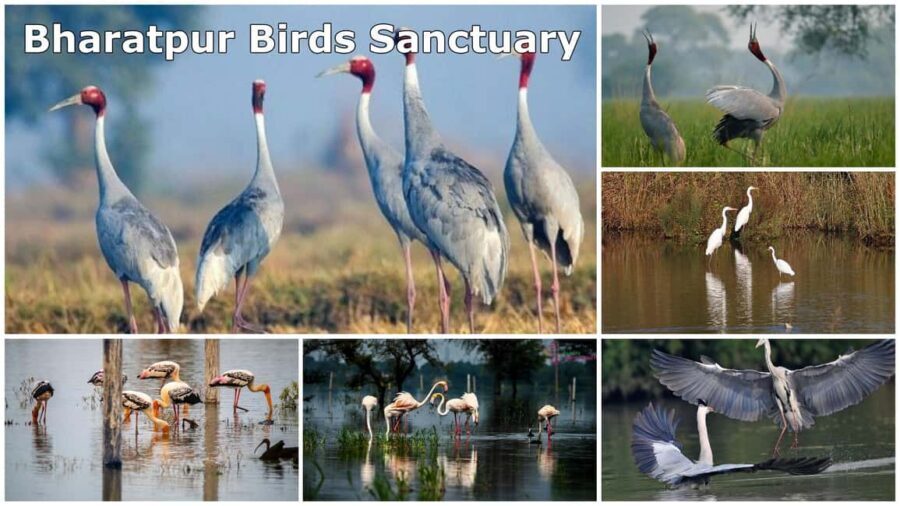 From Delhi: Bharatpur Bird Sanctuary Day Tour - The Value of This Tour