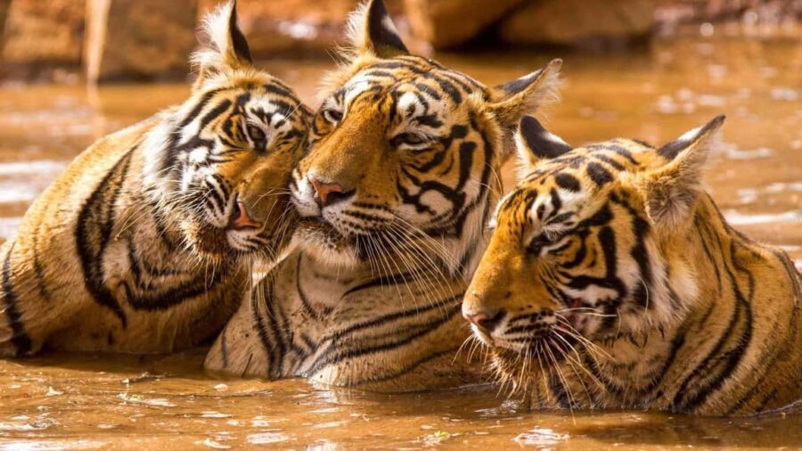 From Delhi: Jim Corbett National Park 2-Day Tour with Safari - Who Would Love This Tour?