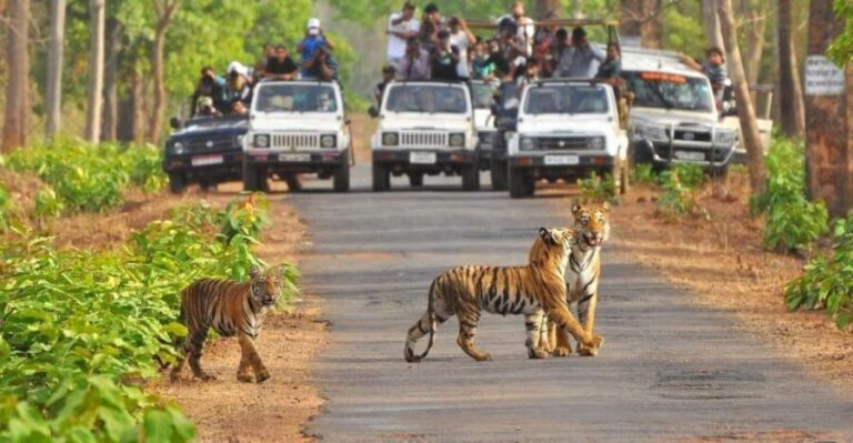 From Delhi: Jim Corbett National Park Tour by Car - Returning to Delhi