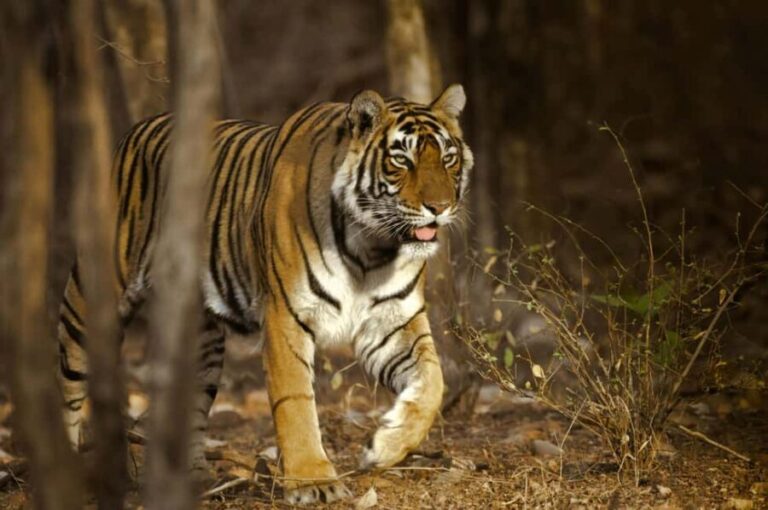 From Delhi: Ranthambore Tiger Safari with Accommodation - Who Will Love This Tour?