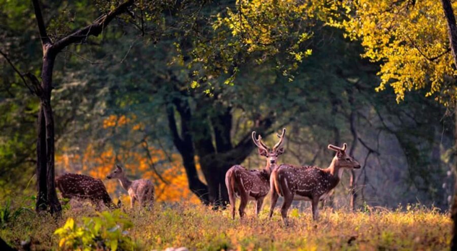 From Delhi: Same-Day Wildlife Safari at Sriska and Jhalna - What Travelers Say