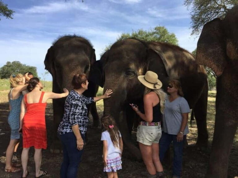 From Delhi: Sunrise Taj Mahal Tour With Elephant SOS - Why This Tour Stands Out