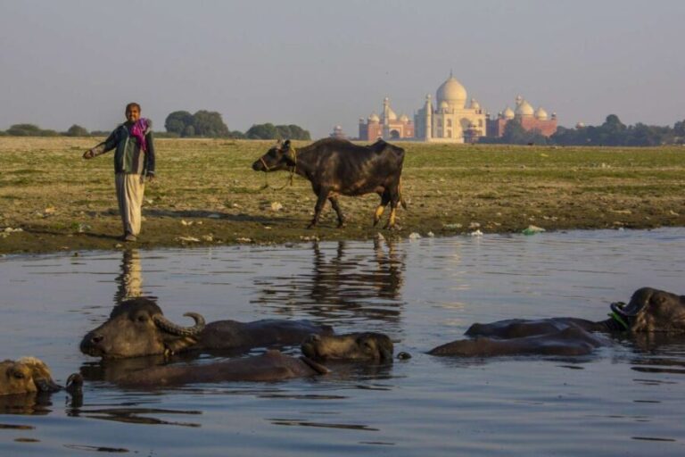 From Delhi: Taj Mahal, Agra Fort Day Tour with Transfers - Inclusions and Practicalities