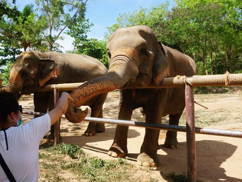 From Delhi: Taj Mahal, Agra Fort & Elephant Center Day Trip - Visiting the Elephant Conservation Center