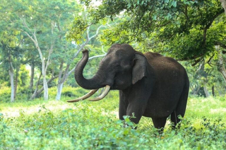 From Delhi: Taj Mahal, Agra Fort & Elephant Rescue Tour - Analyzing the Value