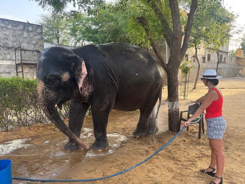 From Delhi: Taj Mahal Sunrise and Elephant Conservation Tour - The Elephant Sanctuary: A Heartwarming Contrast