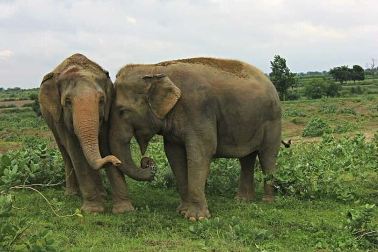 From Delhi: Taj Mahal Sunrise Tour w/ Elephant Conservation - The Value of the Experience