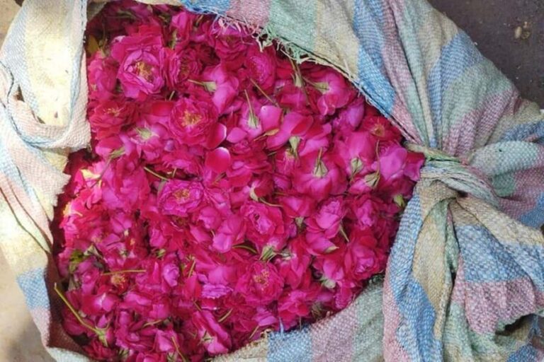 From Delhi to Varanasi Tour (2 Days) - Analyzing the Experience: Value and Practicality