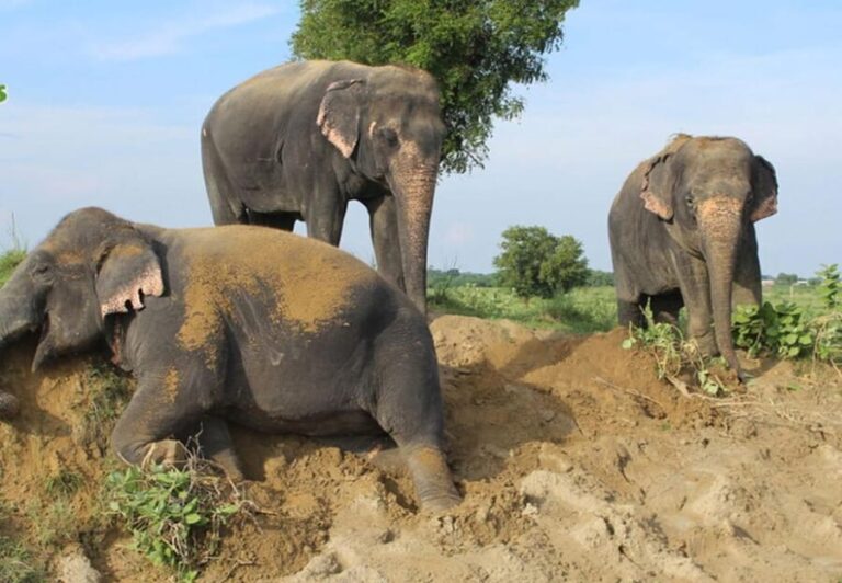 From Delhi:Sunrise Taj Mahal Trip with Elephant Conservation - Analyzing the Value