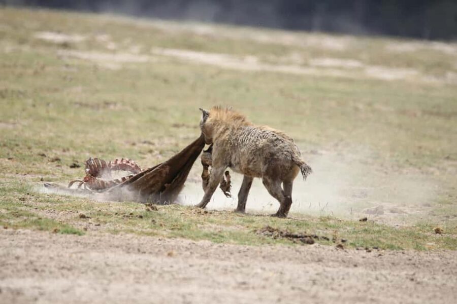 From Diani Beach: Tsavo East, West and Amboseli 4-Day Safari - What the Tour Includes and Excludes