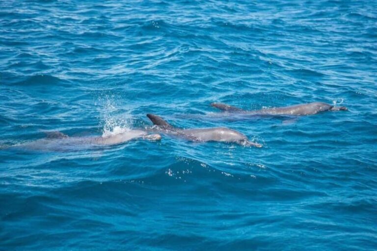 From Diani: Kisite Mpunguti Marine Park and Wasini Island - What’s Included and What’s Not