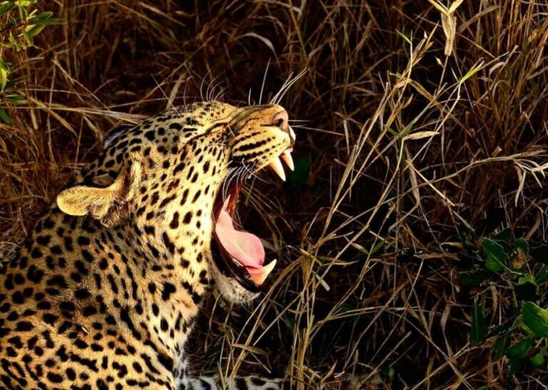 From Durban: Experience Two Big 5 Game Reserves in a Day - Value and Practicalities