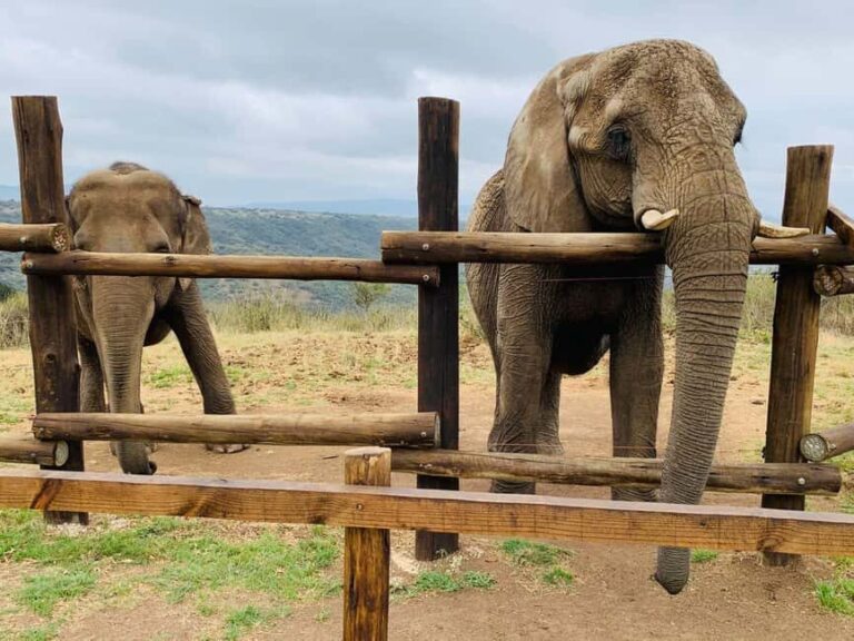 From Durban: Half-Day Safari Tour - Education and Engagement from Guides