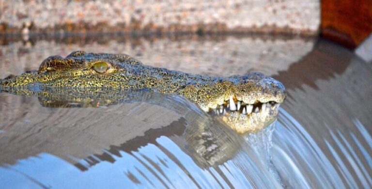 From Durban: St. Lucia Wetlands Boat Ride - A Complete Look at the Tour Experience