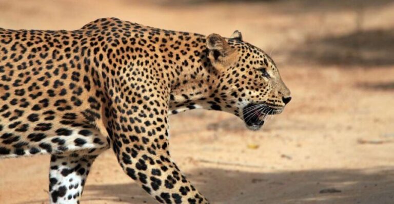 From Ella: Drop to Tangalle/Hiriketiya/Mirissa & Yala Safari - What You Can Expect from the Tour