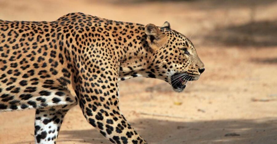 From Ella: Drop to Tangalle/Hiriketiya/Mirissa & Yala Safari - What You Can Expect from the Tour