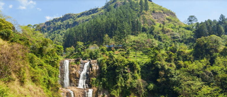 From Ella: Nuwara Eliya Tea Factory and Plantation Tour - About the Cost and Value