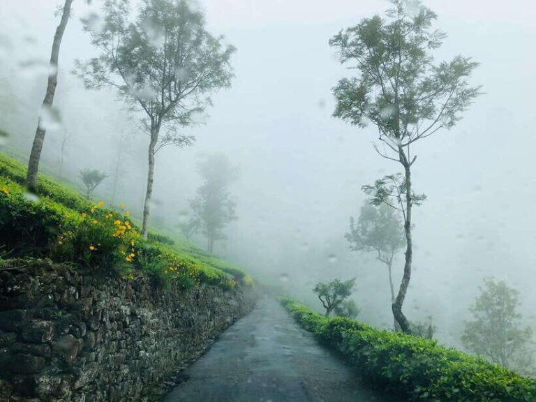 From Ella: Tea Adventure in Haputale with Village Lunch - Transportation and Duration
