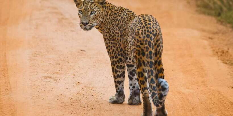 From ELLA to ARUGAM-BAY transfer with YALA Safari Tour - The Sum Up