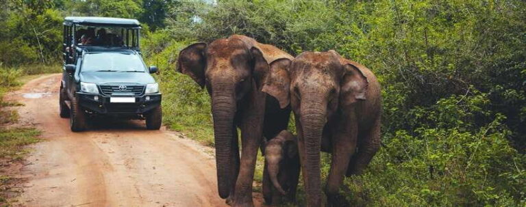 From Ella: Udawalawa Safari and Tangalle/Hiriketiya Transfer - The Safari Experience: What to Expect