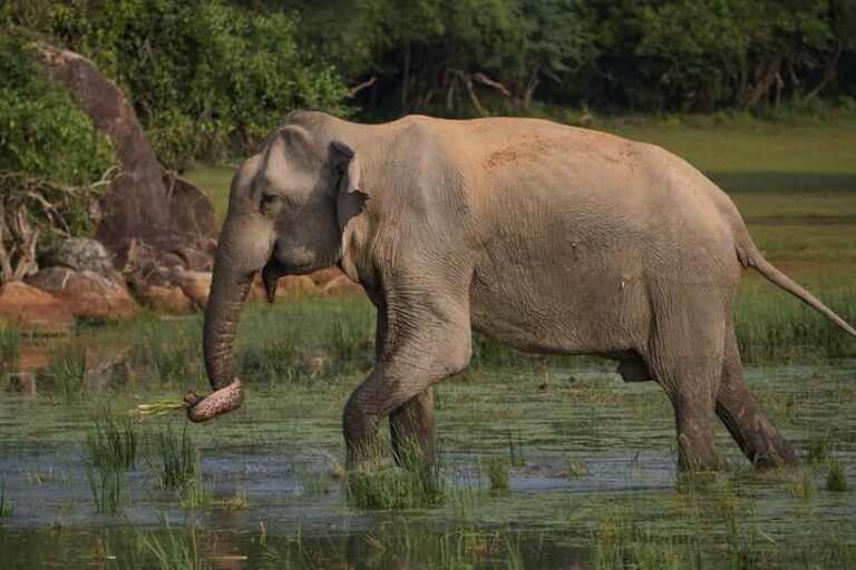 From Ella : Udawalawa Safari & Drop Tangalle/ Mirissa/ Galle - Udawalawe National Park: A Wildlife Haven