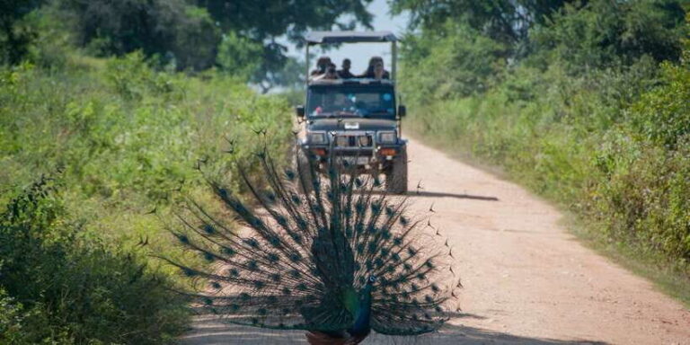 From Ella: Udawalawe Safari with Elephant Transit Home - What’s Included and What’s Not
