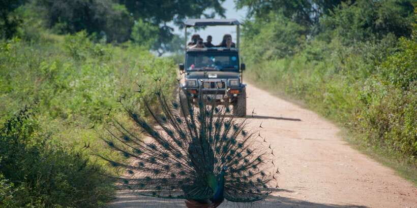 From Ella: Udawalawe Safari with Elephant Transit Home - What’s Included and What’s Not