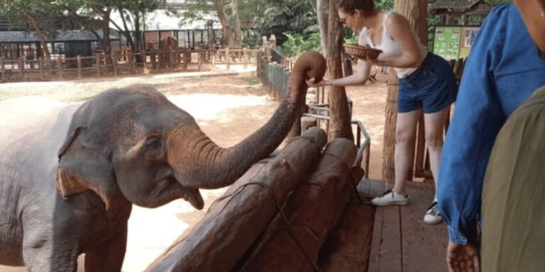 From Ella : Udawalawe & YALA Safaris with Breakfast & Lunch - Transport and Logistics
